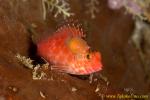 Hawkfish 03tc with parasitic Isopods 0094 copy