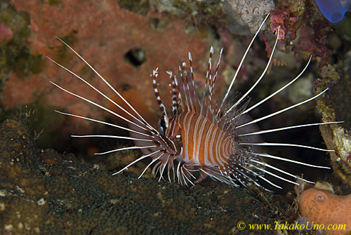 Lionfish 01t Spot Fin 0003 copy