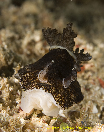 Nudi 02tc Nembrotha unidentified 0113 km