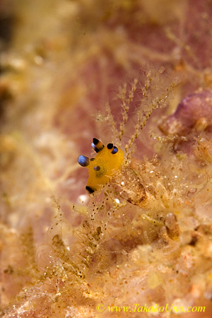 Nudi 25tc 2 kinds 0014 km