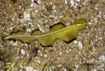 Worm 05t Flatworm swimming 0825