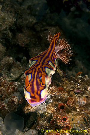 Nudi 17t 0133 copy