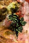 Nudi 28tc Nembrotha feeding tunicate 0050 km