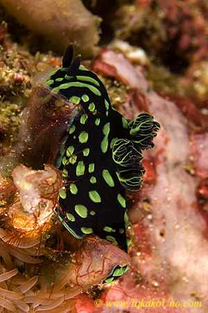 Nudi 29tc Nembrotha feeding tunicate 0051 copy