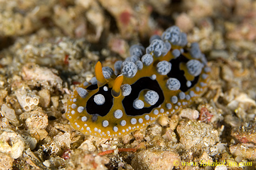 Nudi 35tc P ocellatus 0029 km