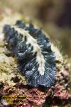 Worm 06tc Flatworm 0863