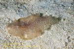 Worm 09tc Flatworm 0922 copy