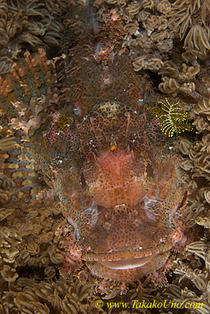 Scorpion Fish 04t Tasseled 0160 copy