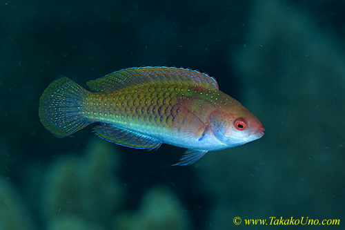 Wrasse 04tc of 0219