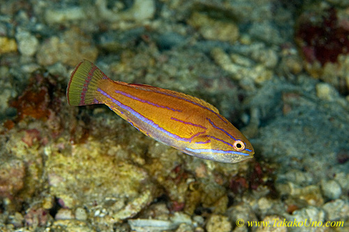 Wrasse 08tc 0034 copy