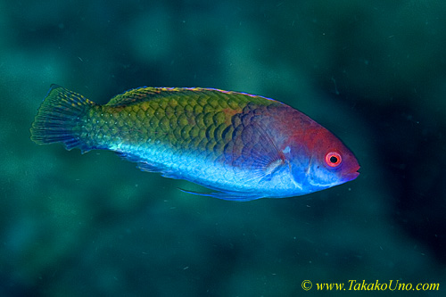 Wrasse 05tc 0220 copy