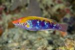 Wrasse 02tc Lubbock's 0082