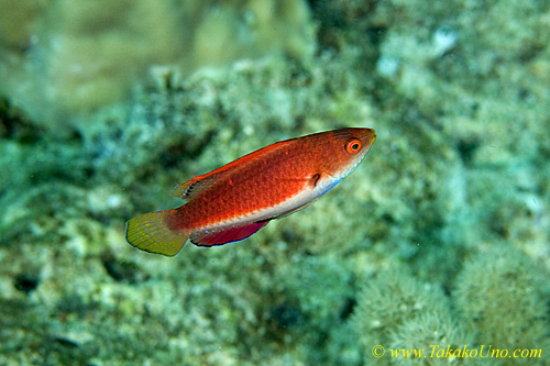 Wrasse 11tc 0063 copy