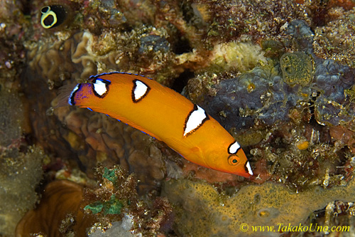 Wrasse 07tc 0025 copy