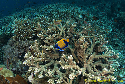 Reef 01t 0105 copy