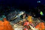 Turtle 01tc Hawksbill 0086