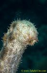 Sea Cucumber 02tc spawning 0227