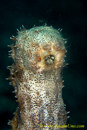 Sea Cucumber 01tc spawning 0226 copy