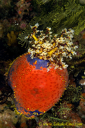 Sea Cucumber 05t Sea Apple copy