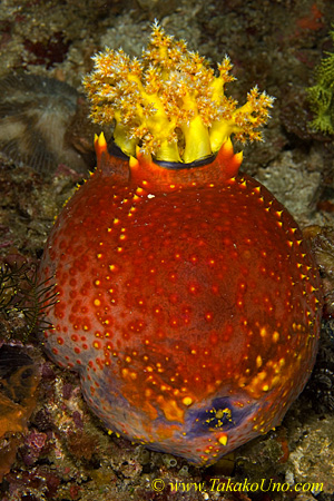 Sea Cucumber 04tc Sea Apple copy