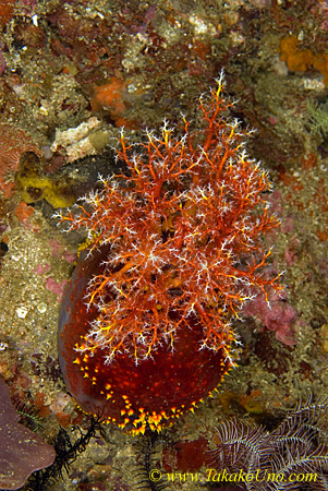 Sea Cucumber 09t Sea Apple 0030 copy