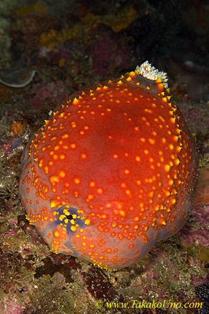 Sea Cucumber 10t Sea Apple 0031 copy