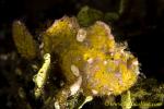 Frogfish 09tc 0114