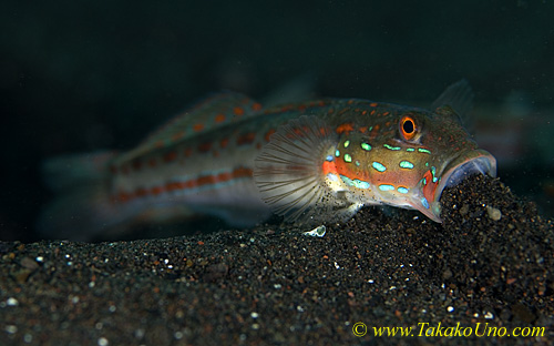 Goby 18tc Sleeper, Orange-spotted 0255