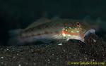 Goby 18tc Sleeper, Orange-spotted 0255