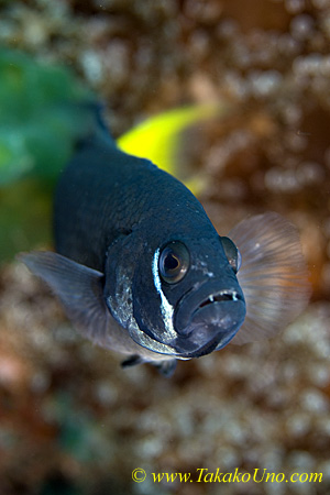 Dottyback 04tc Lyre Tail, female, P Steenei 0103 copy