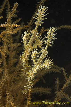 Ghost Pipefish 01t Ornate, S paradoxus 0147