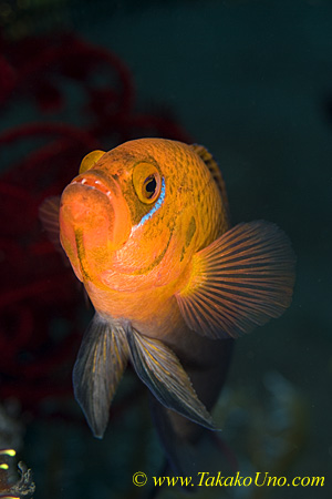 Dottyback 03tc Lyre Tail, male, P Steenei 0102 copy