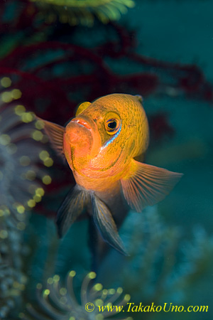 Dottyback 05tc Lyre Tail, male, P Steenei 0106 copy