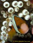 Clark Anemonefish 04tc 0063 copy