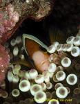 Clark Anemonefish 02tc eggs lining on roof 0061