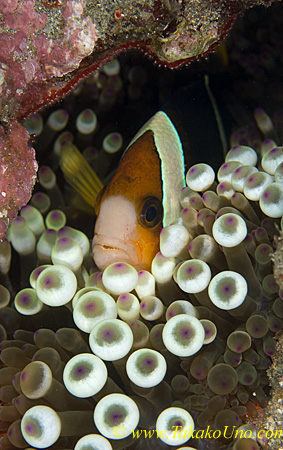 Clark Anemonefish 01tc eggs lining on roof 0060