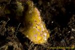 Frogfish 04t Randall 0112