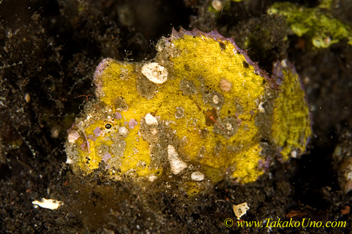 Frogfish 08tc 0109 copy