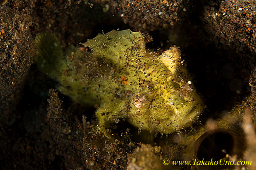 Frogfish 07tc Coin-bearing 0187
