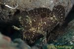 Frogfish 10tc Coin-bearing 0043