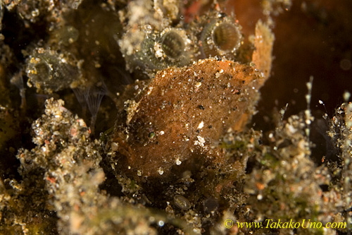 Frogfish 05tc Randall 0081