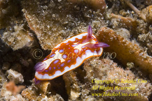 Chromodoris clenchi 02tc 3955