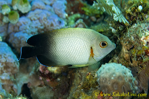 Angel Fish 02tc Pearly-scaled, Centrophge vrolikii 0024 copy