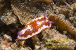 Chromodoris clenchi 02tc 3955