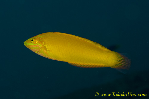 Wrasse 03tc Yellow, Halichoeres chrysus 0035 copy