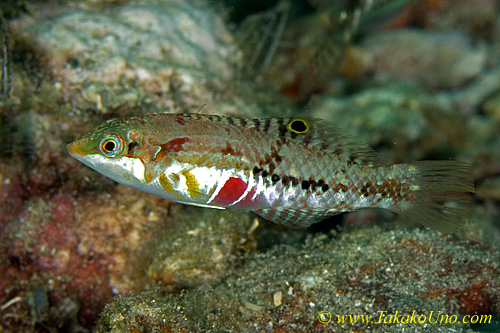 Wrasse 15tc Clouded, Halichoeres nebulosus copy