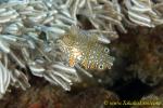 Wrasse 06tc Ornate Leopard, Macropharyngodon ornatus   0026 copy