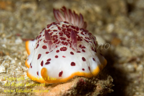 Chromodoris sp Nudi 13t 3281