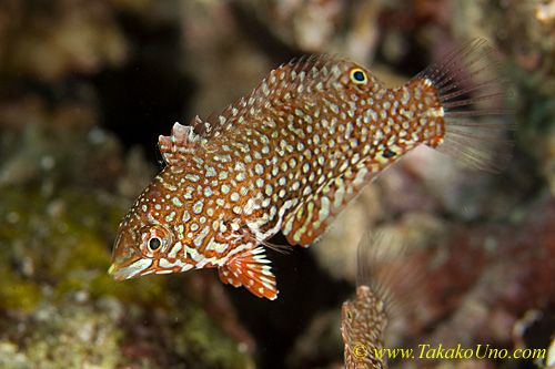 Wrasse 12tc Ornate Leopoard 0077 copy