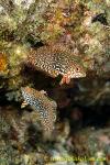 Wrasse 11tc Ornate Leopard 0072 copy